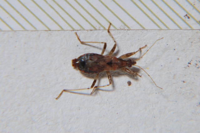 Nabidae: Himacerus (Aptus) mirmicoides